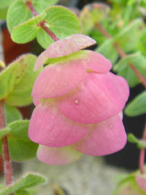 Origanum rotundifolium 'Barbara Tingey' 